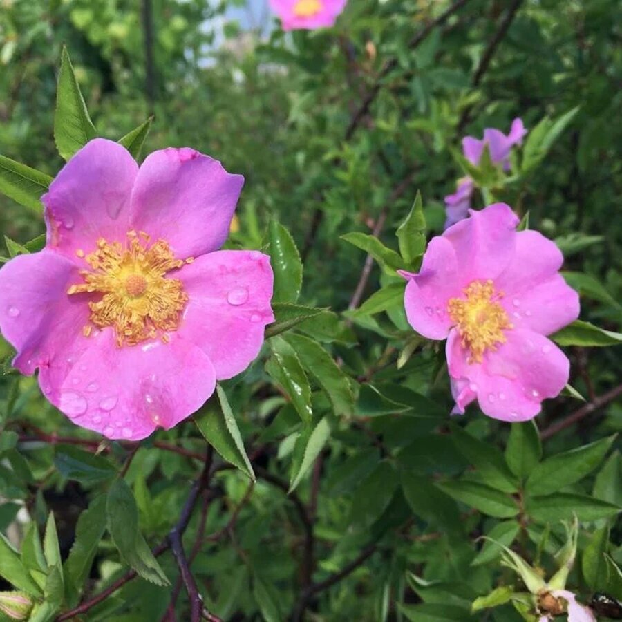 Swamp Rose Bloom