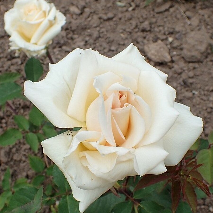 TEA Rosa Anna Olivier kz02