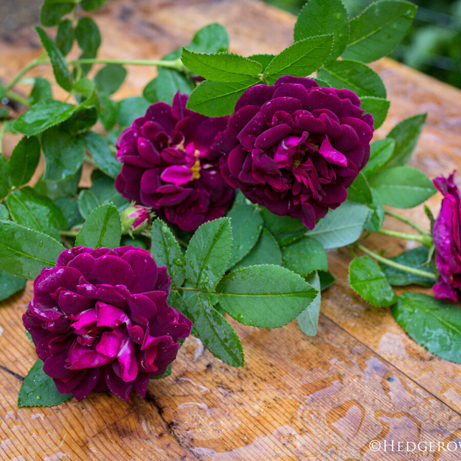 Tuscany Superb via Hedgerow Rose 1