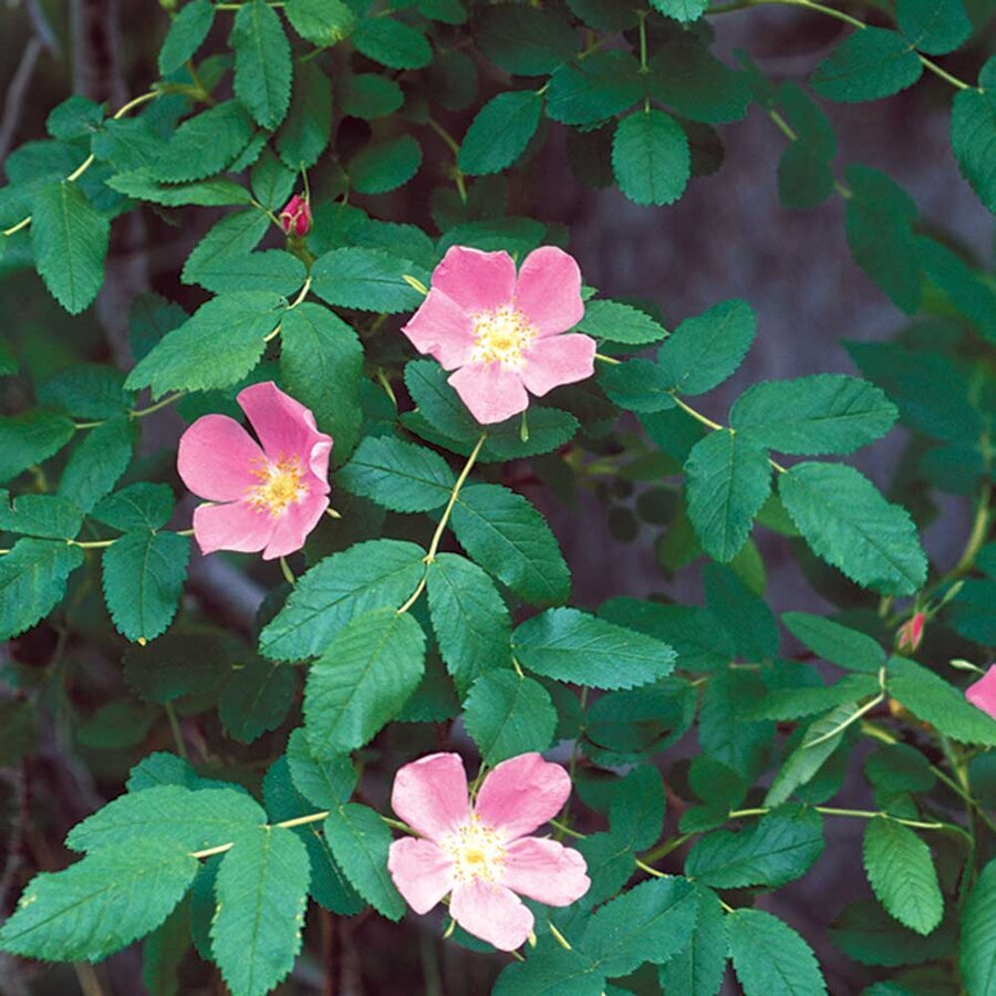 WOODS ROSE