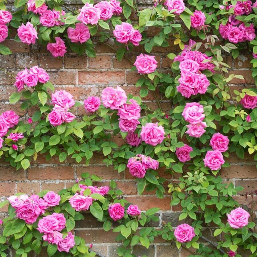 Zephirine Drouhin Rose BB 600x600 b936b8e2 d837 4a21 a4e1 3d8557c62be3