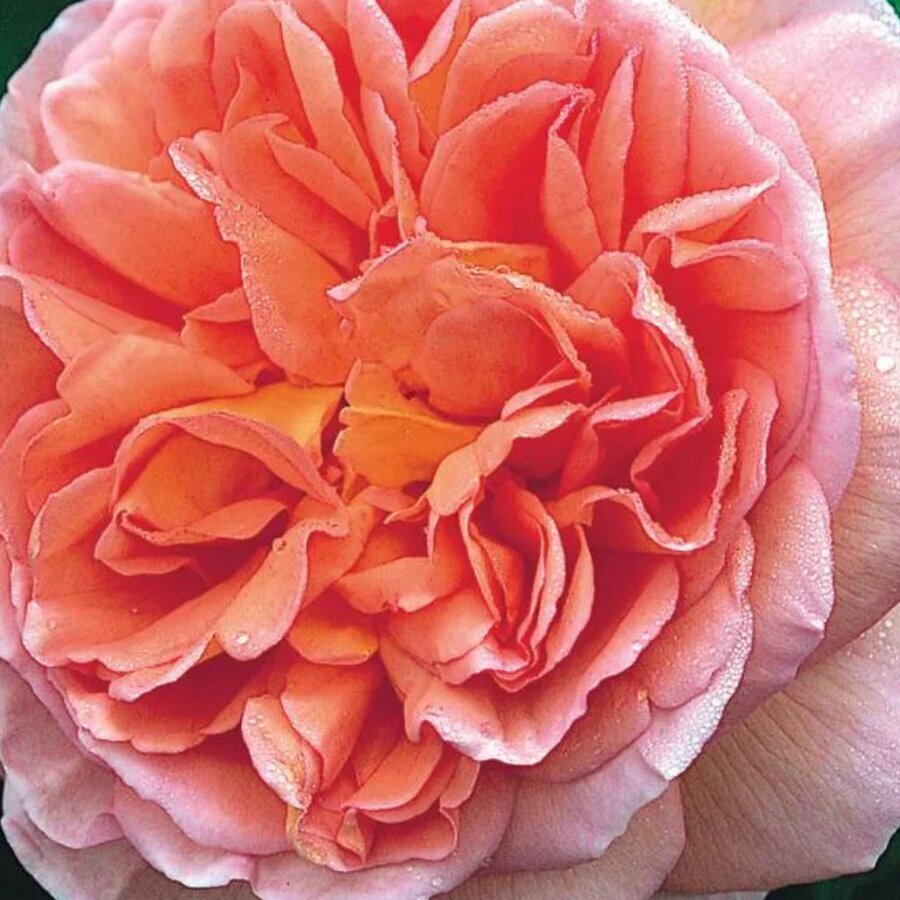 abraham darby rose bare root archived