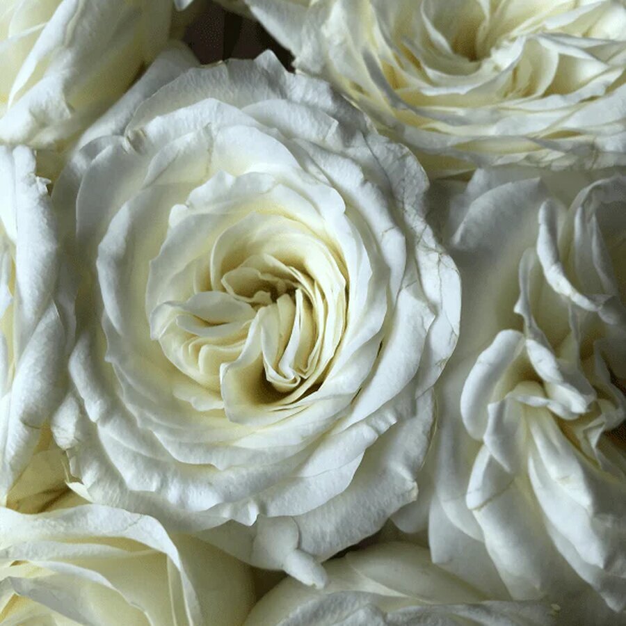 alabaster garden rose