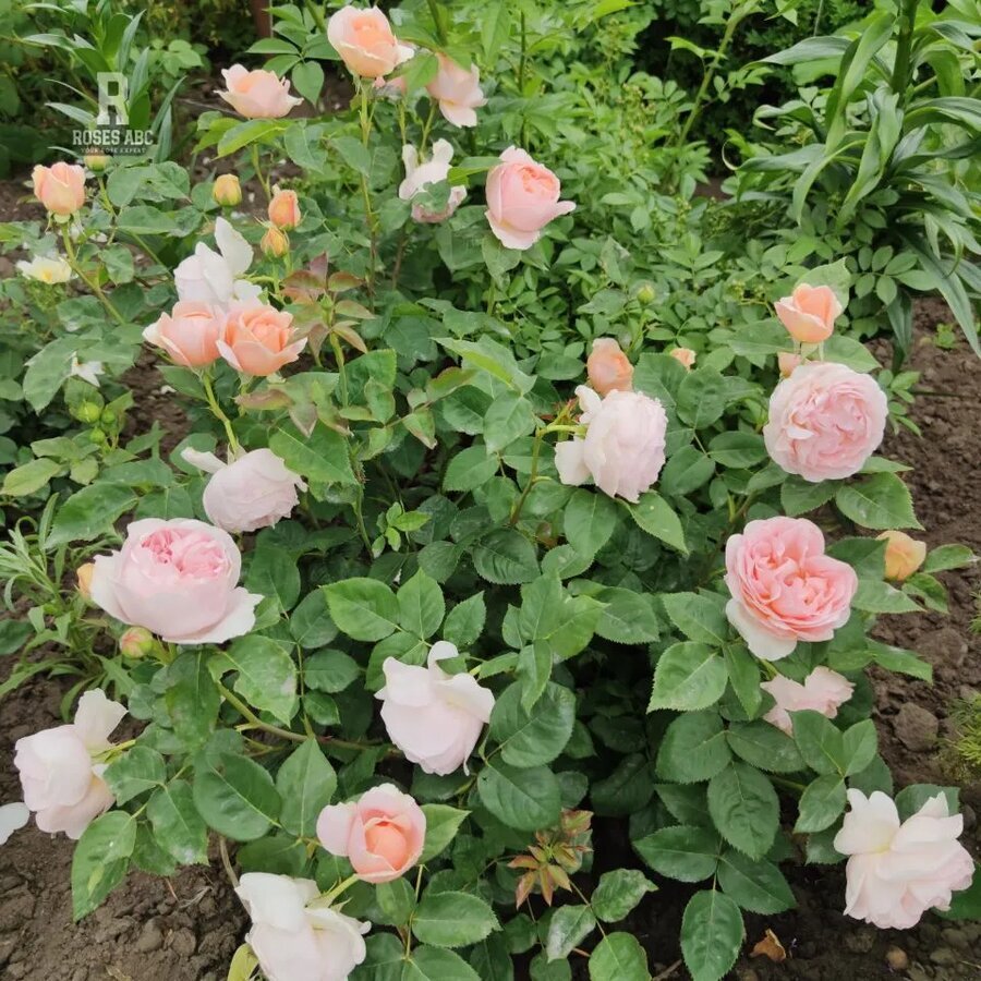 ambridge rose 50de4d0501c0.0be4b35990dd