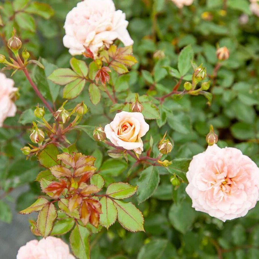 apricot drift rose