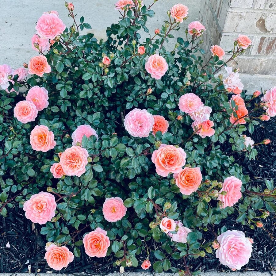 apricot drift rose v0 jv3u9tzbeita1.jpg