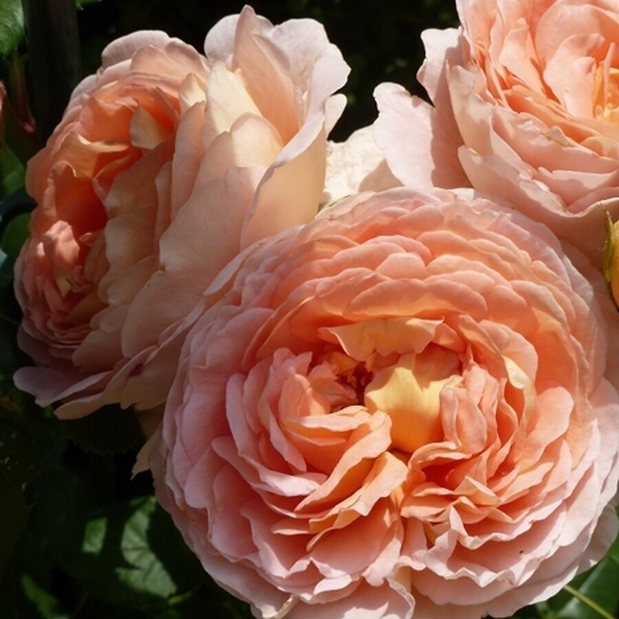 b015725 Englische Rose Abraham Darby 371016 0