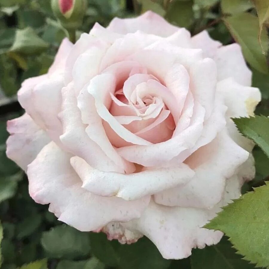 belindas blush rose potted archived 755573