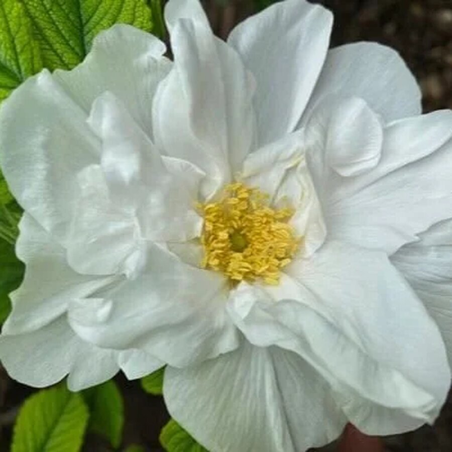 blanc double de coubert photo by lauren english kcrose society 1a