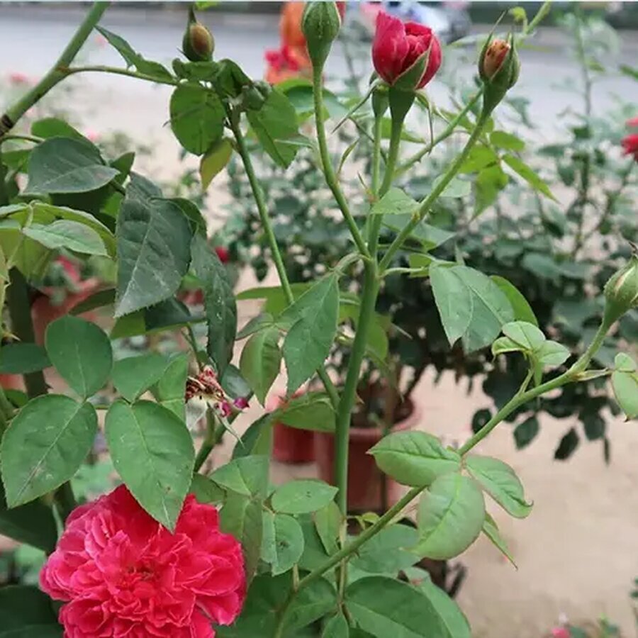 Hoa Hồng Tường Vy leo tường