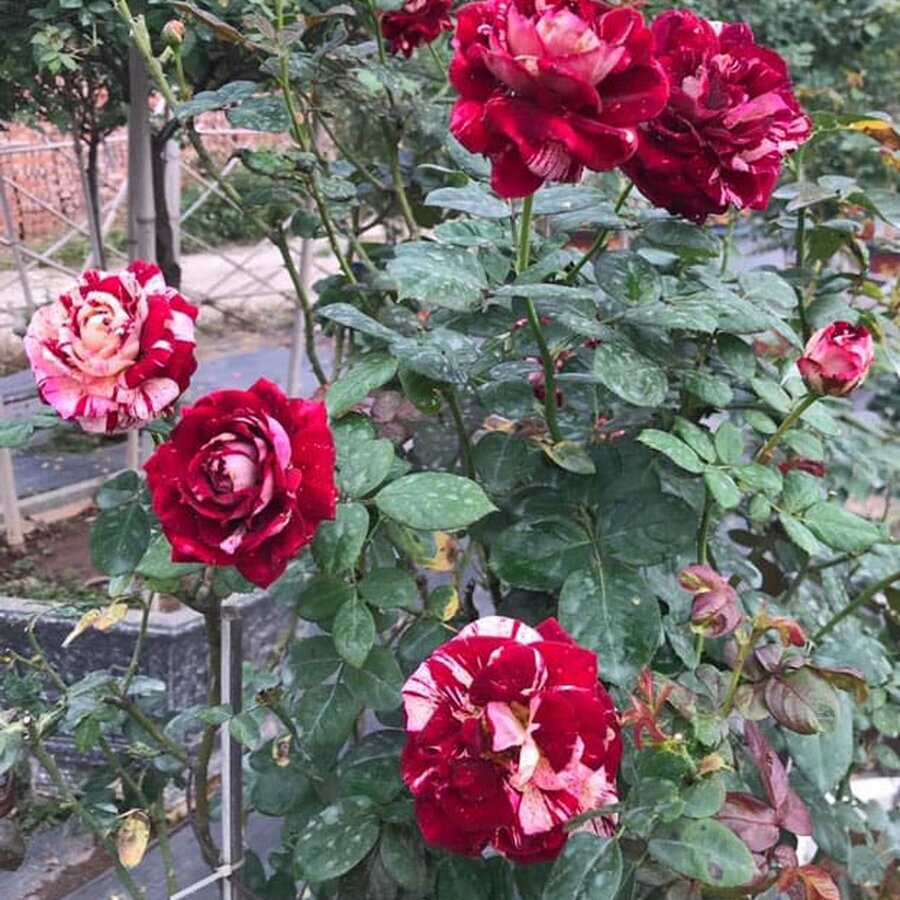 cham soc hong julio Iglesias rose