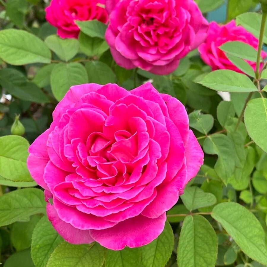 china rose a dear friend planted this in my backyard before v0