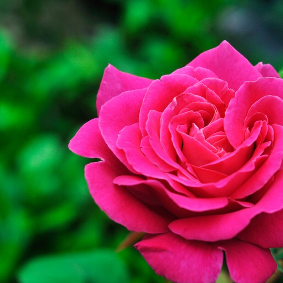 china rose
