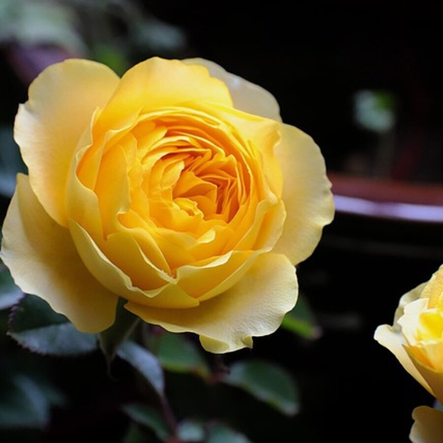 chinese rose 5029318 640