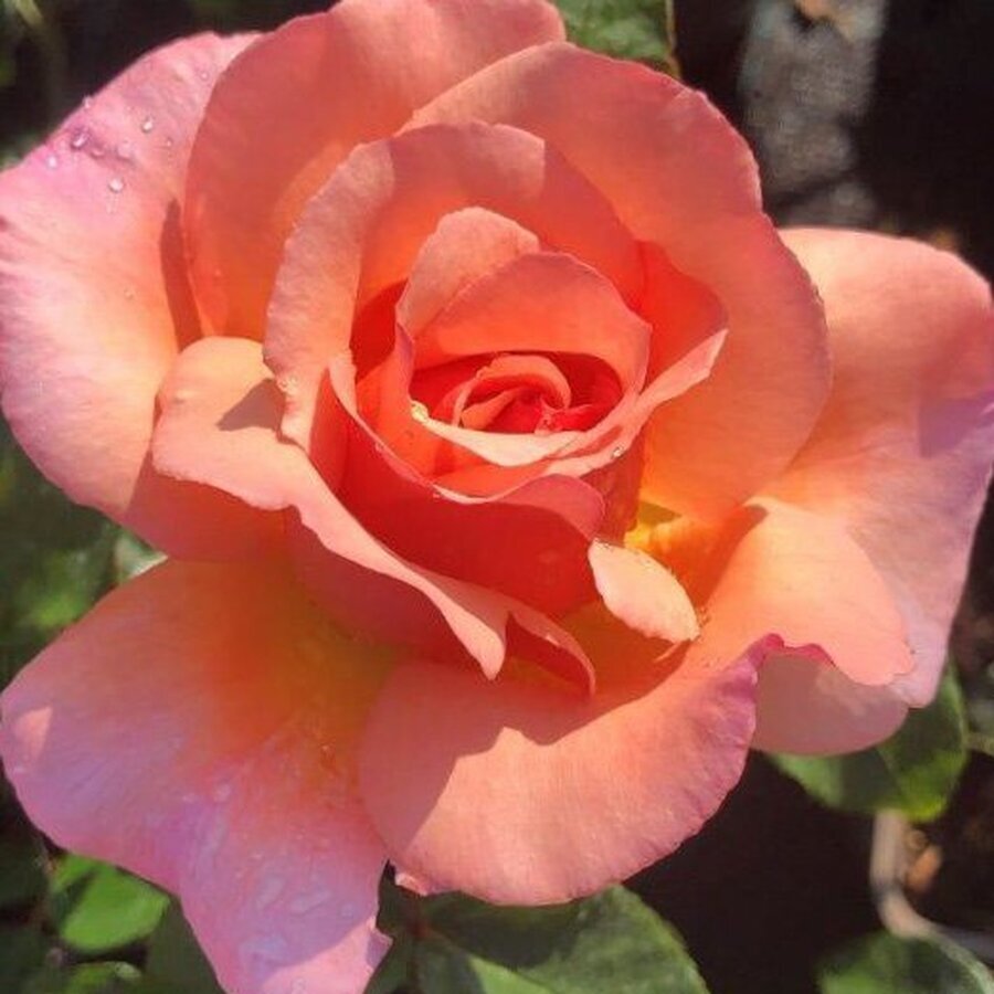 climbing rose compassion agm 521x585 638f510b25c7b l