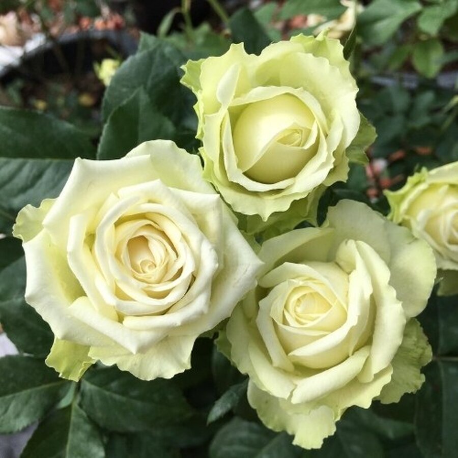 cyhoahngngoigreenromanticabibngtoxanhbccp 1