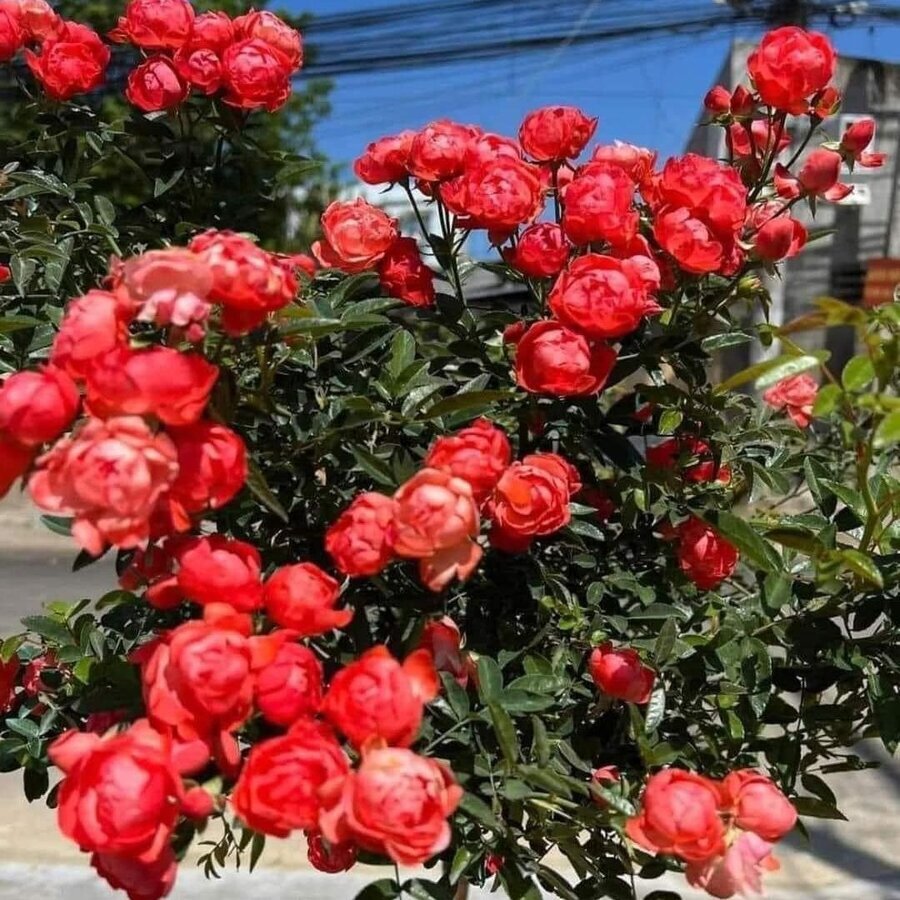 d15fbdd8c04269d8be2e13bb32fe55c9