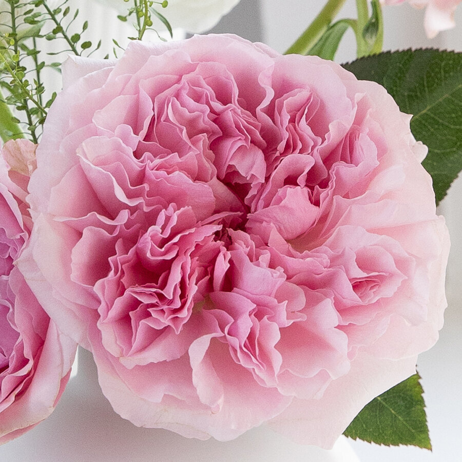 david austin miranda rose open bloom
