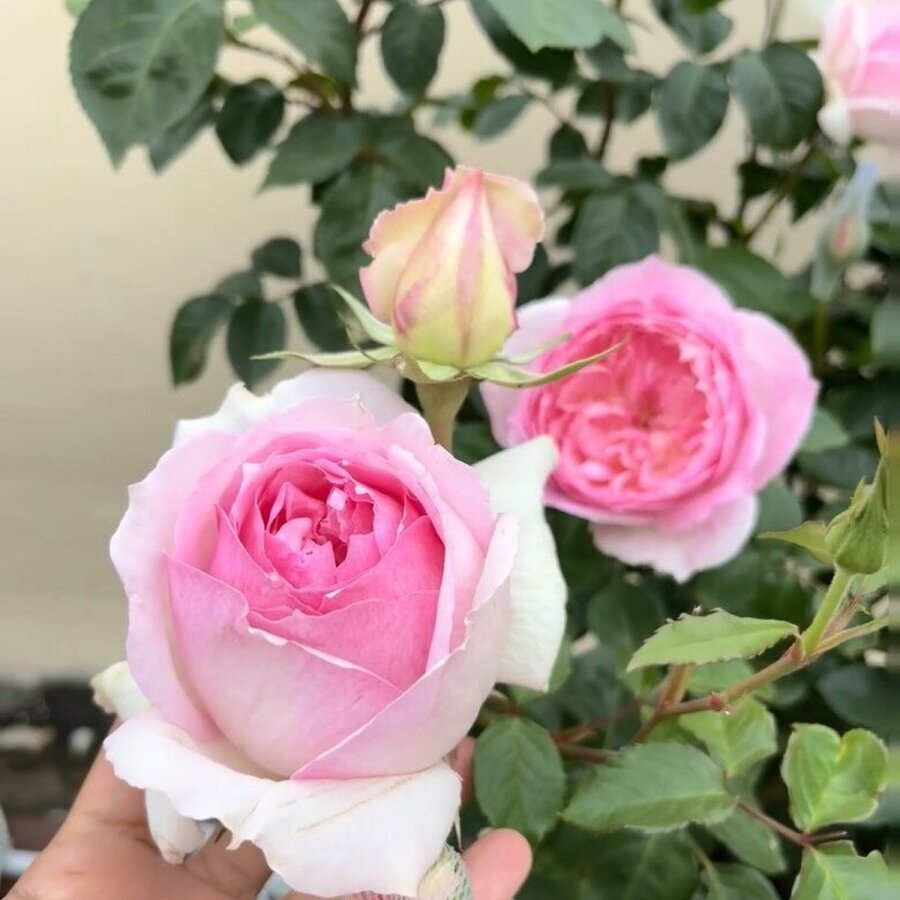 day la nu hoang moi trong the gioi hoa hong vua dep vua thom lai khang benh no thuong xuyen ff2f99b7de62bd7ec4b9eb6 tplv tt origin web gif 1745137863 316 width780height939