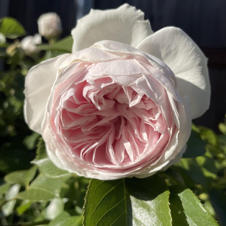 earth angel rose one of three rose bushes i planted last v0 p1lf5thzwiwa1 scaled