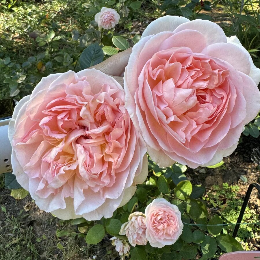 everyone should have bliss parfuma and her 5 blooms v0