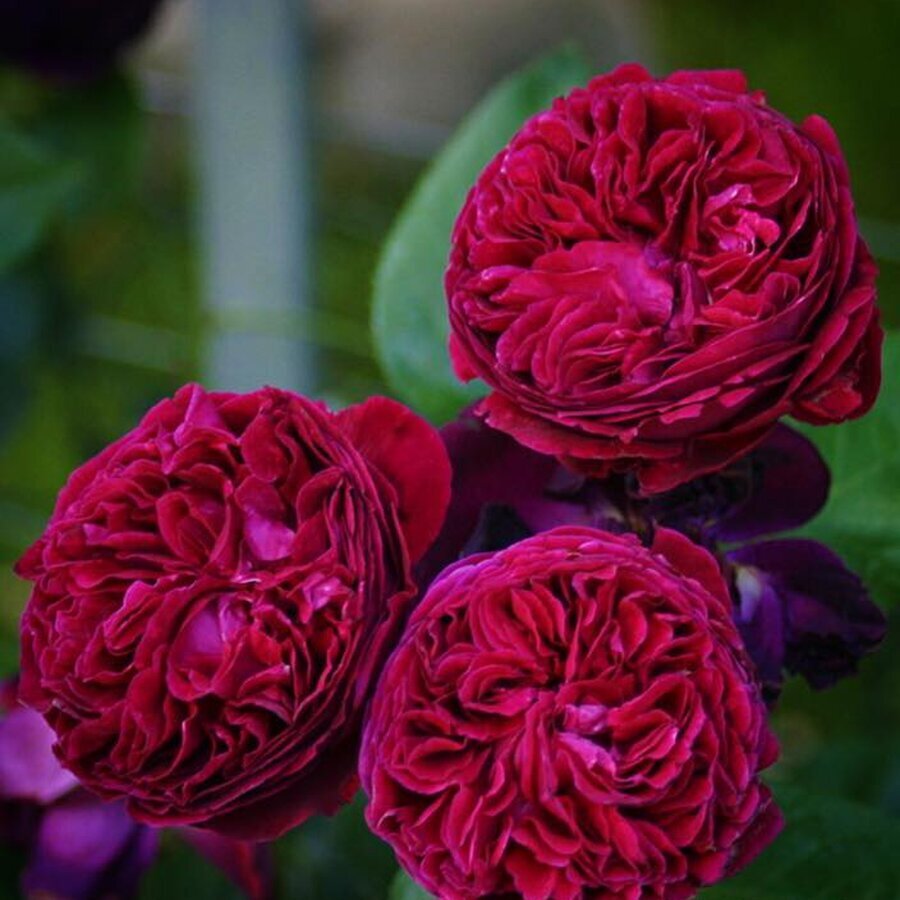 fallstaff rose