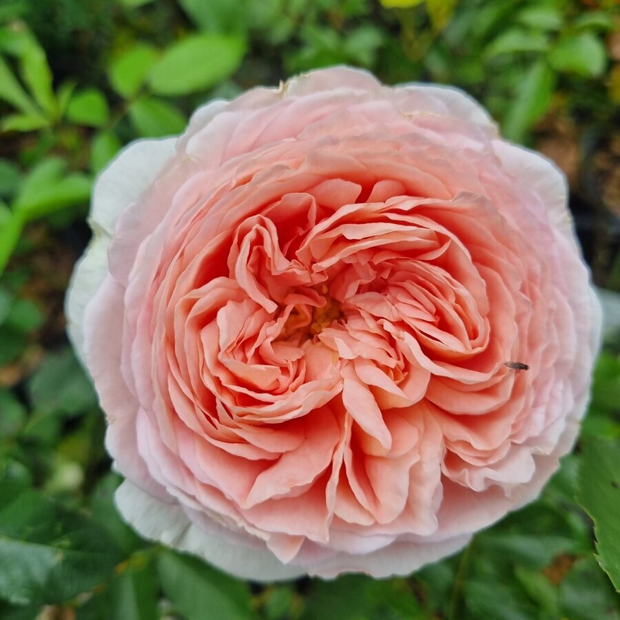 hello hello plants nursery melbourne Rosa Abraham Darby English Shrub Rose David Austin Rose scaled 1