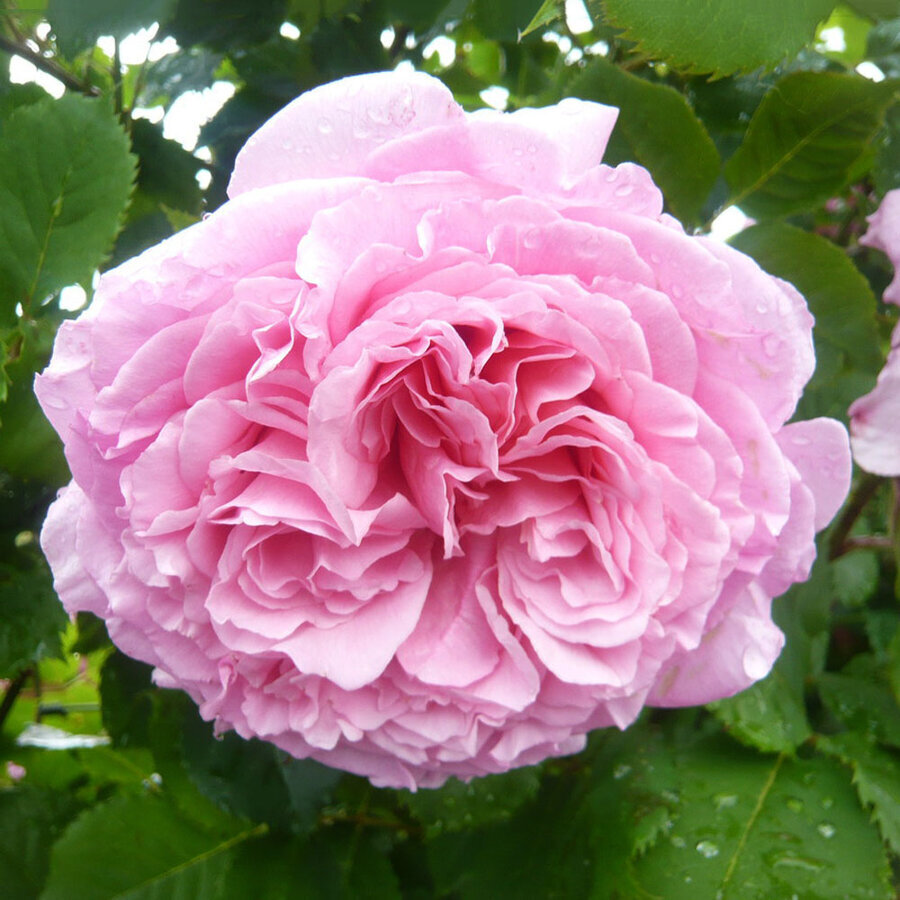 hoa hong Bienvenue rose 1