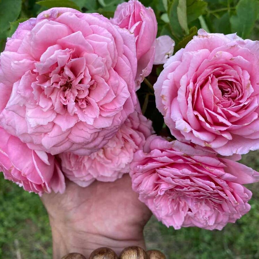 hoa hong Bienvenue rose 3