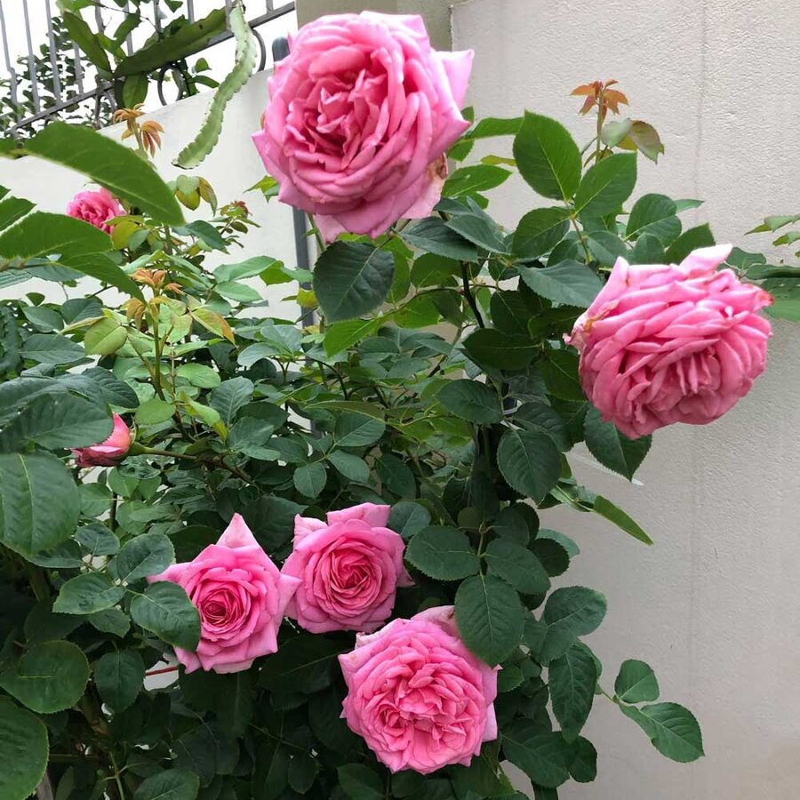 hoa hong Bienvenue rose 5
