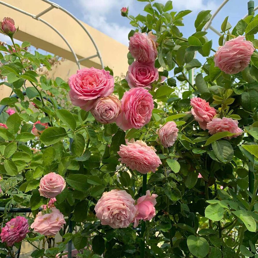 hoa hong Bienvenue rose 6