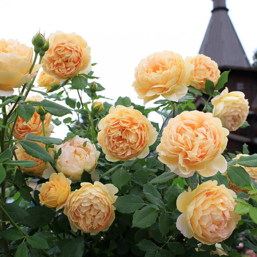 hoa hong Golden Celebration Rose 1
