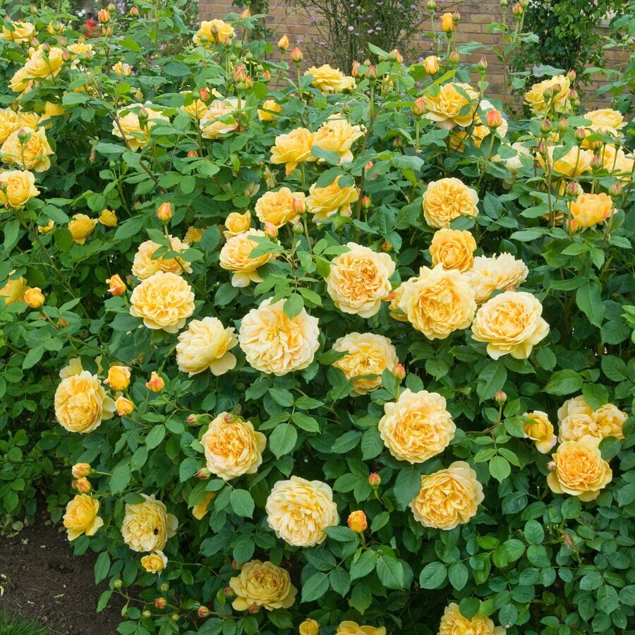 hoa hong Golden Celebration Rose 2