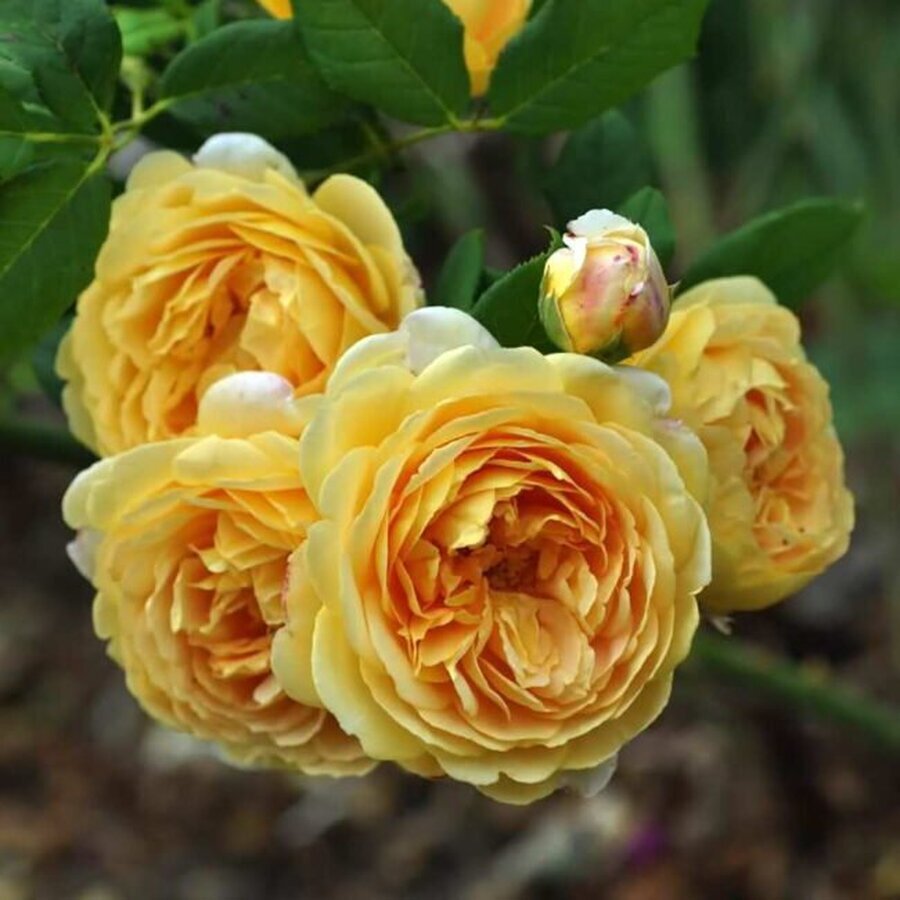 hoa hong Golden Celebration Rose 5 650x650 1