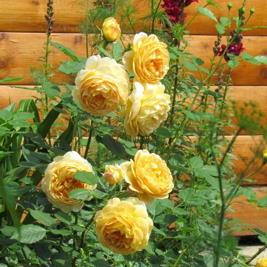 hoa hong Golden Celebration Rose 6