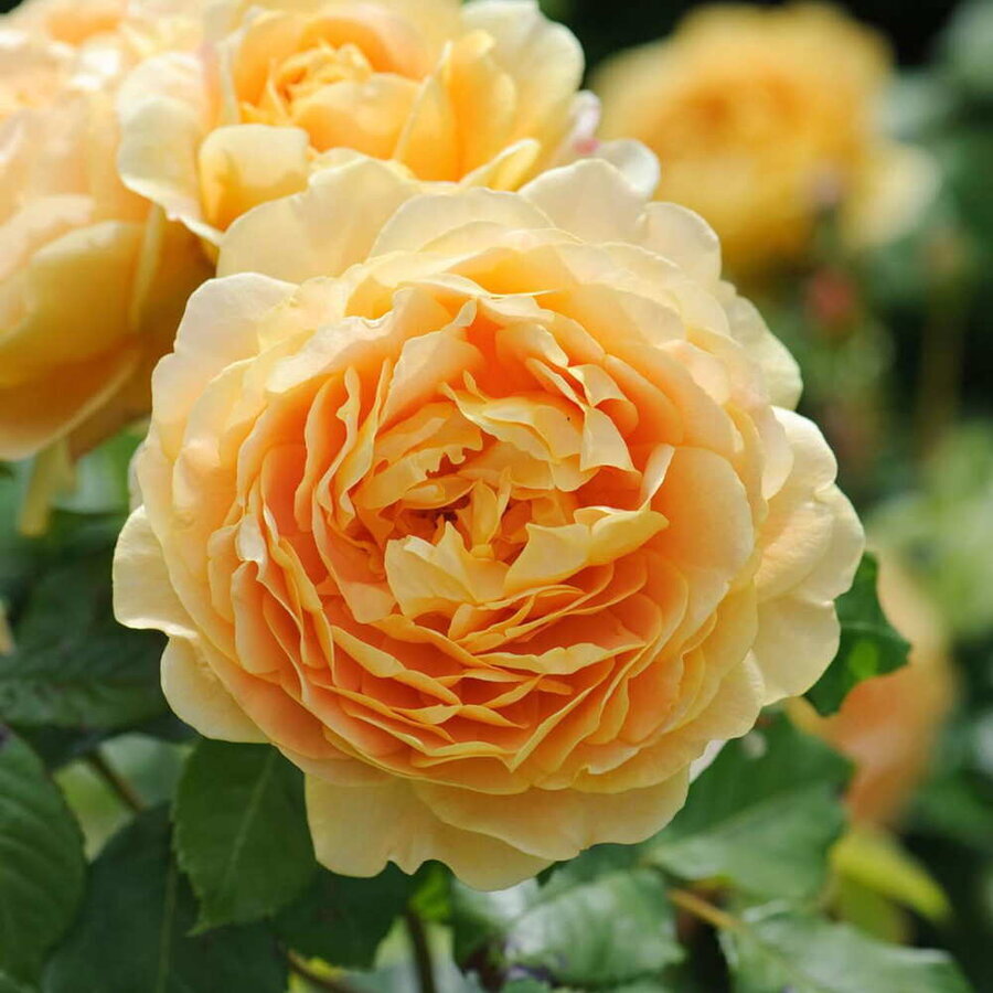 hoa hong Golden Celebration Rose