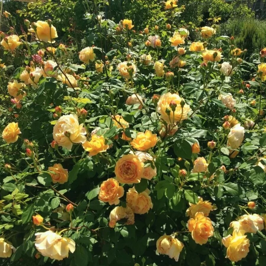 hoa hong Golden Celebration rose1