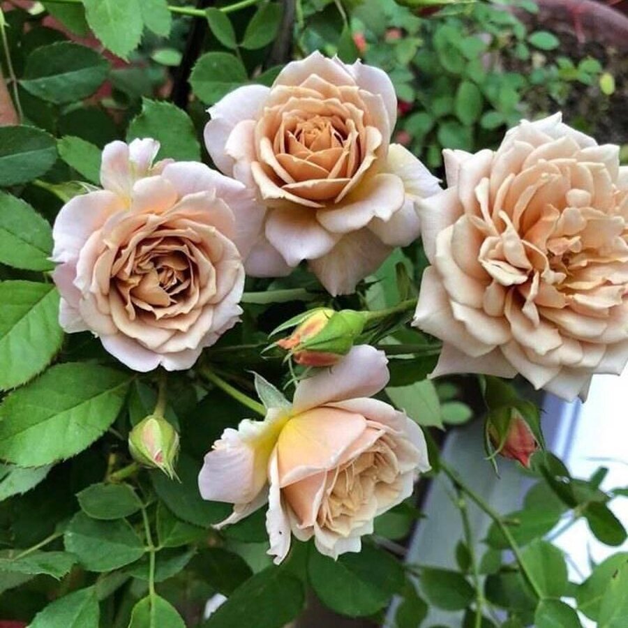 hoa hong Iori rose hoahongsaigon