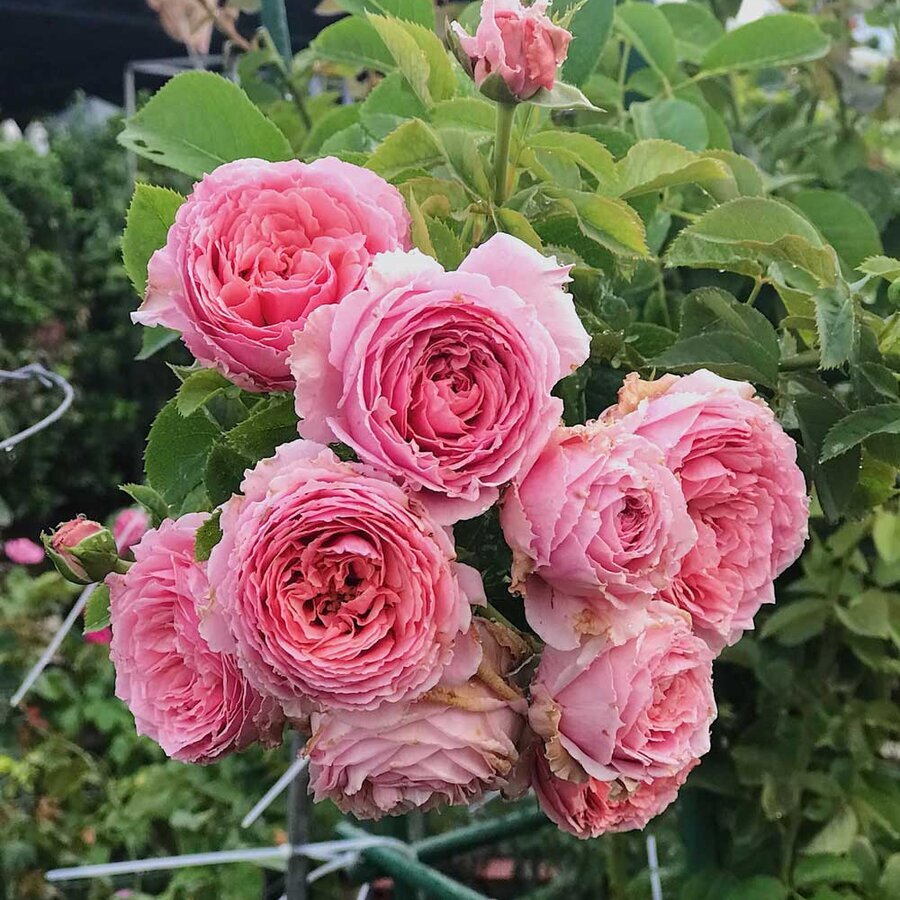 hoa hong bienvenue rose 1 1