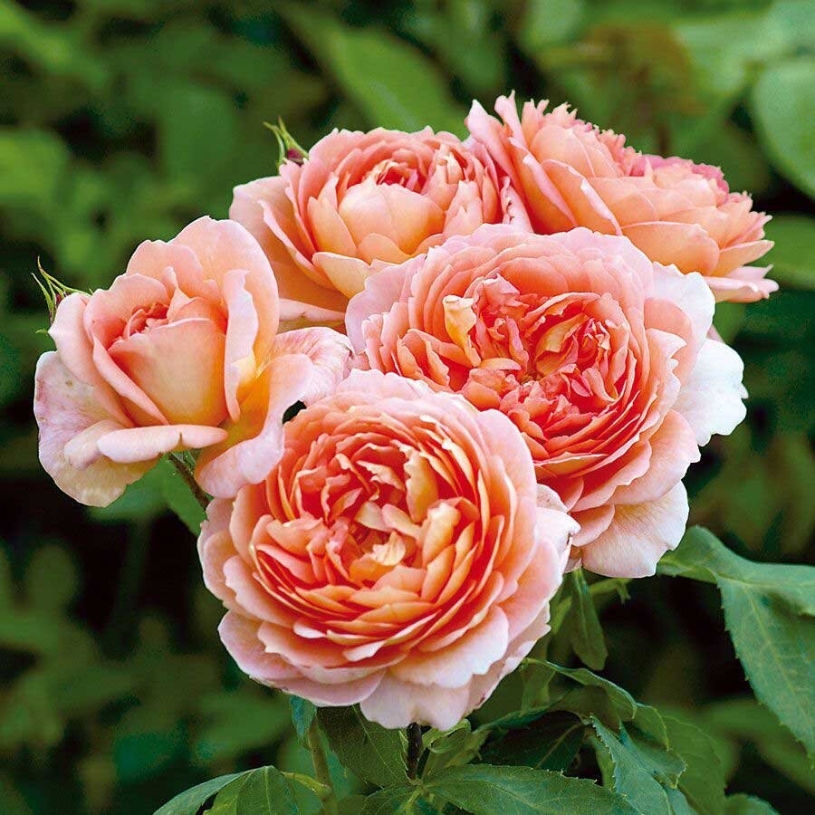 hoa hong carding mill rose 2