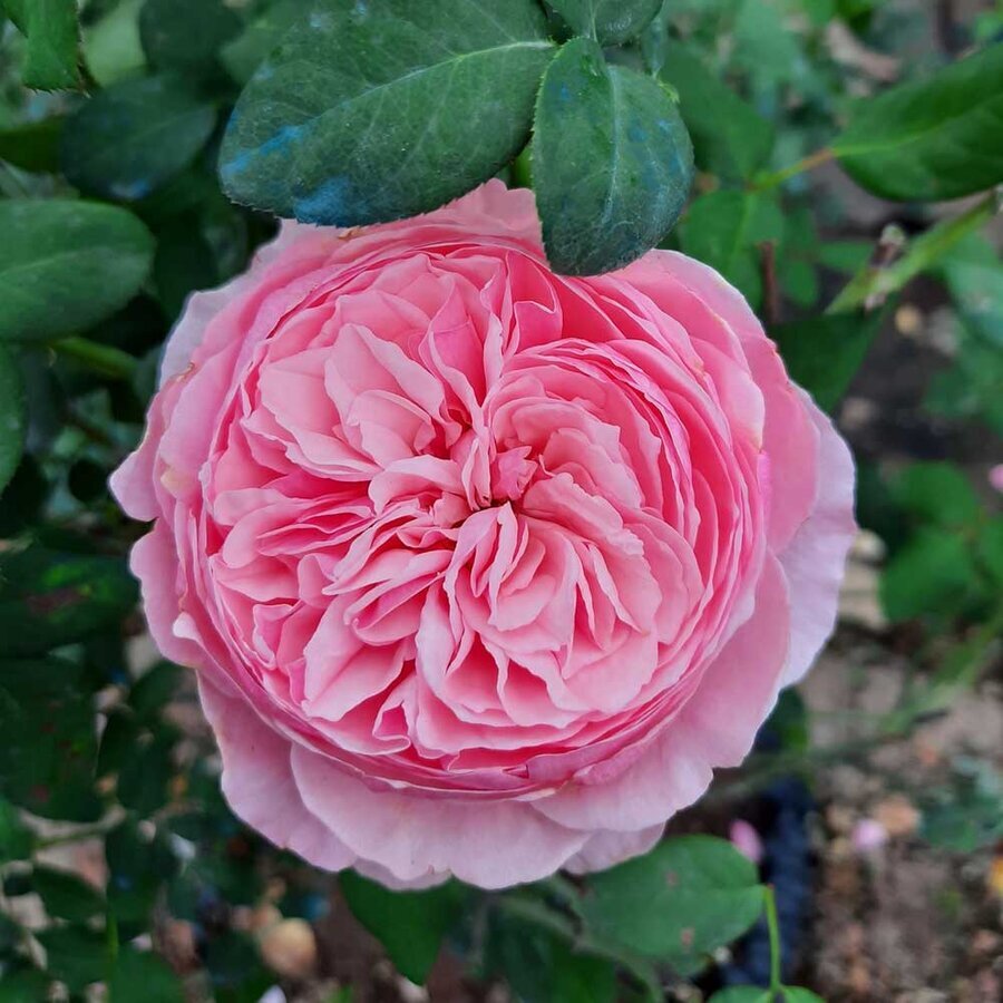 hoa hong carey rose 4