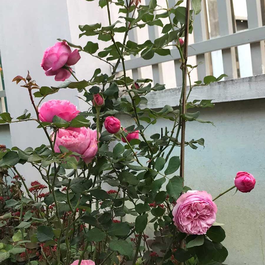 hoa hong carey rose 8