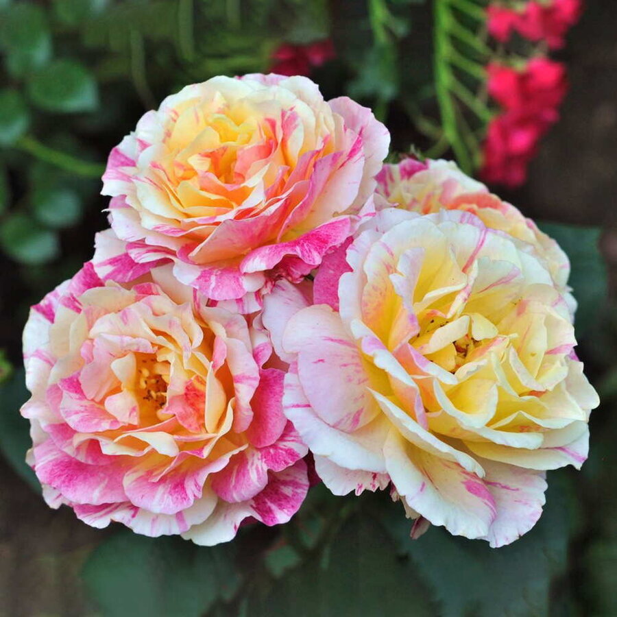 hoa hong claude monet rose 1