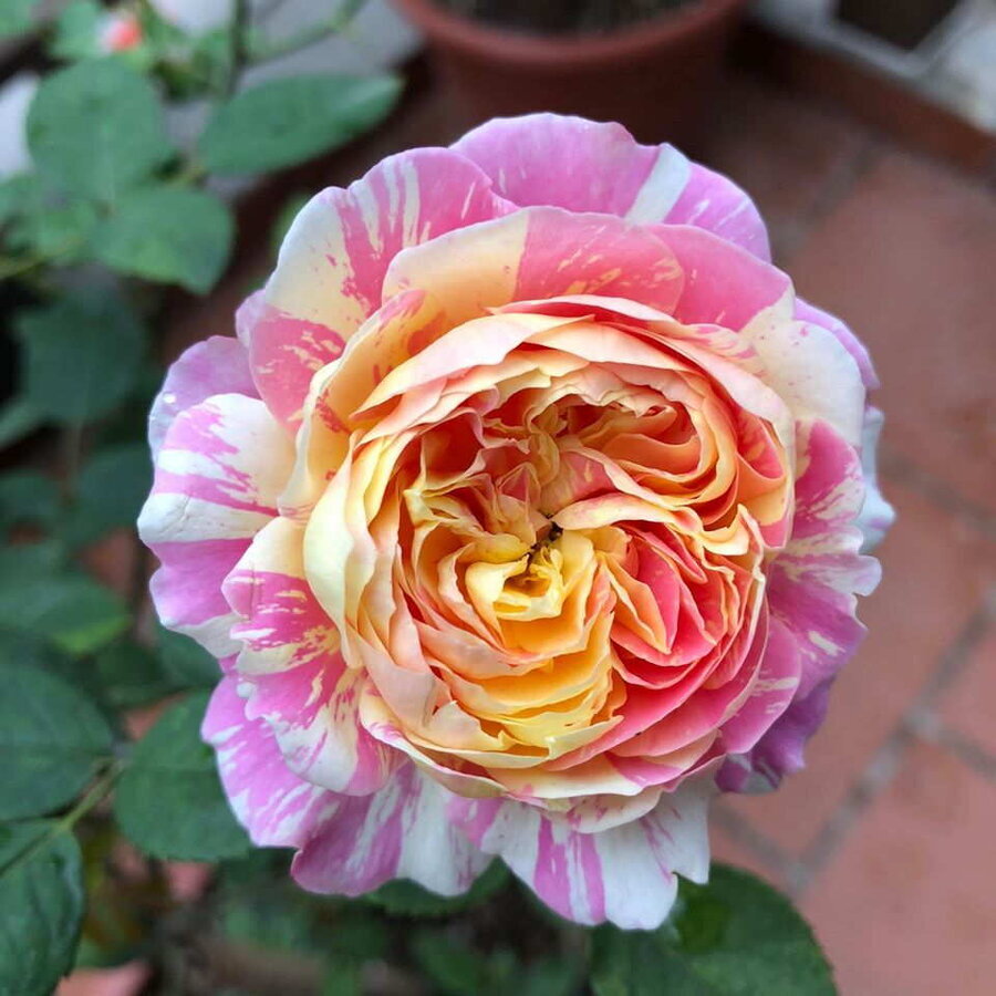 hoa hong claude monet rose 2