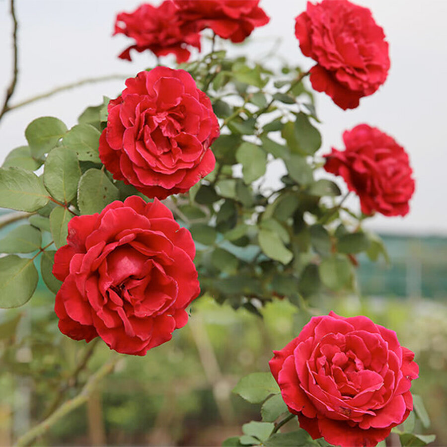 hoa hong co hai phong don juan rose