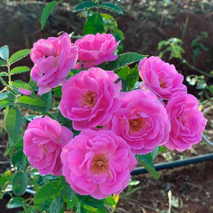 hoa hong co son moi 2