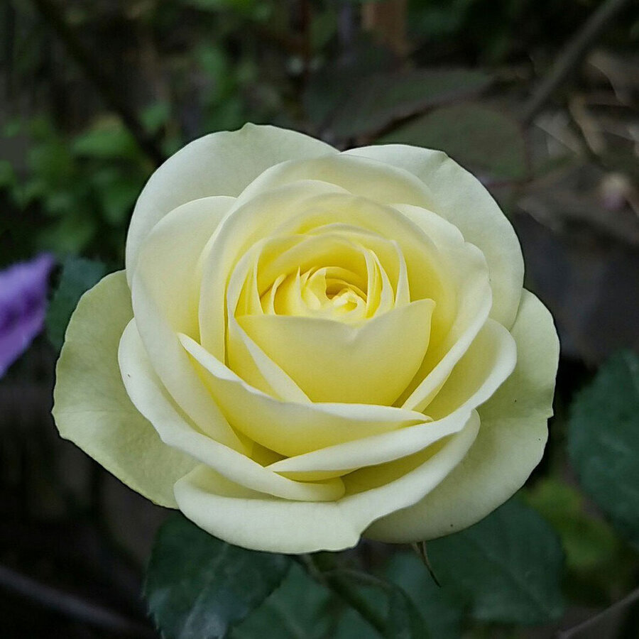 hoa hong cream eden 1
