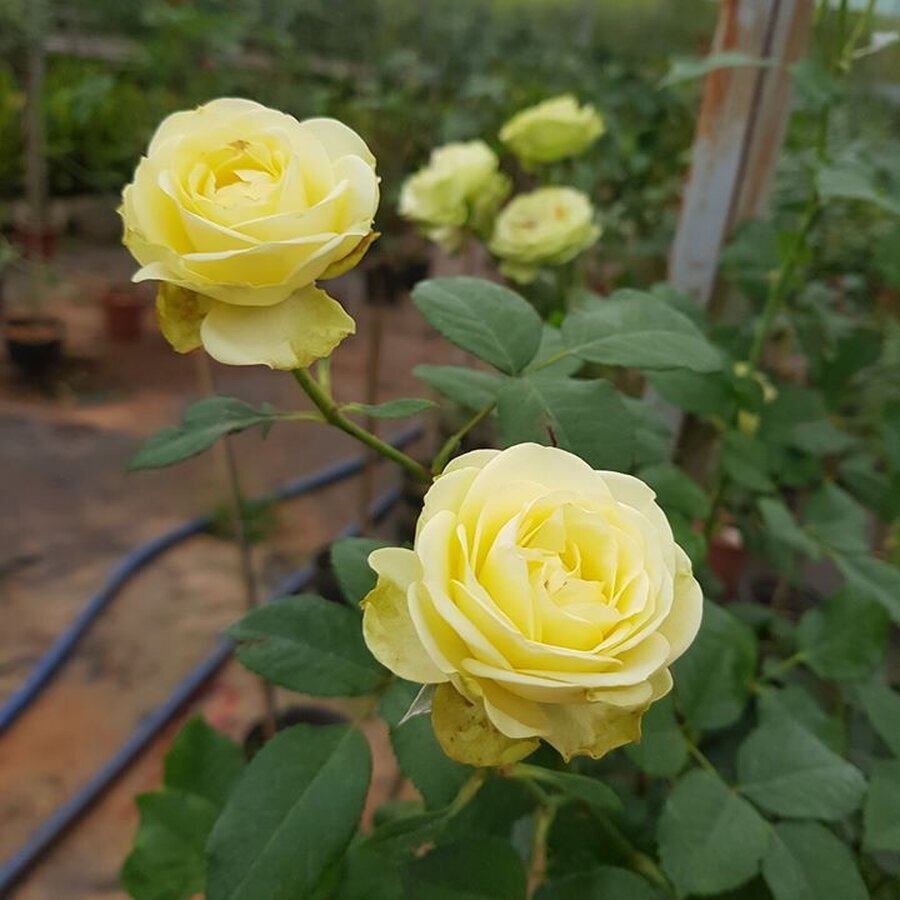hoa hong cream eden 4