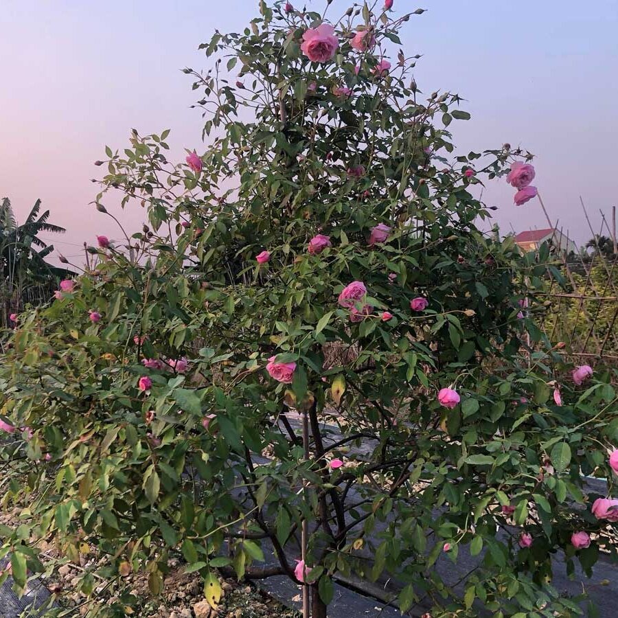 hoa hong dieu co 10
