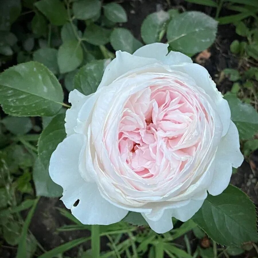 hoa hong earth angel rose8 66a35c4930a62